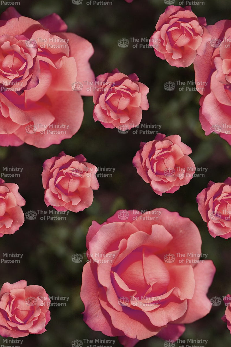 Photographic Roses